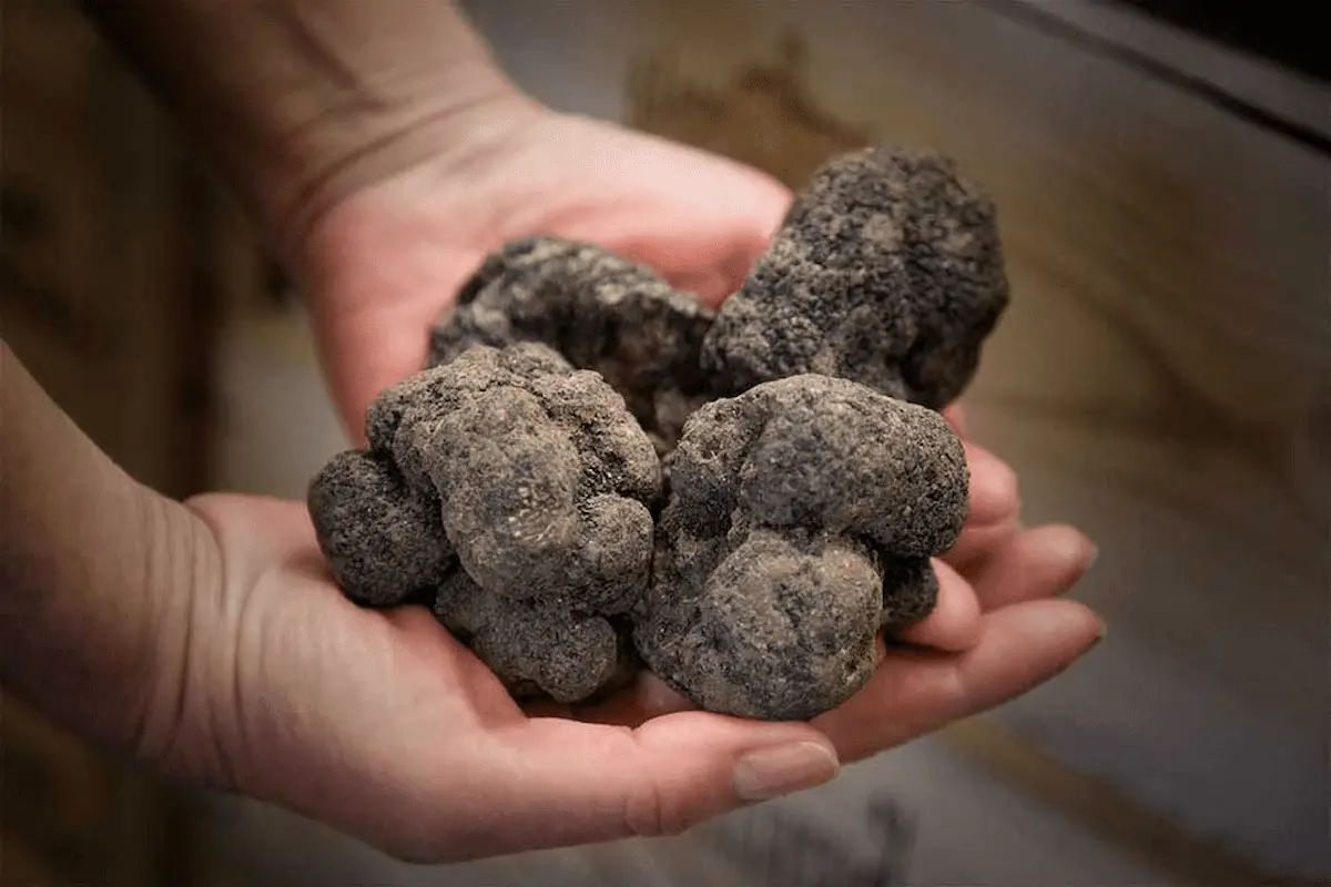truffle-1 (1)